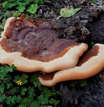 types of medicinal mushrooms 