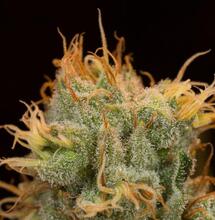 Orange Juice - nowość od Dinafem