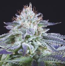 4 variedades CBD rich