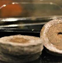 Piantare la Cannabis: dischetti di torba per germinare