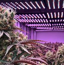 Distancias entre tipo de lámpara y planta de marihuana