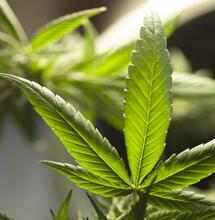 ¿Por qué doblar las ramas de la marihuana?