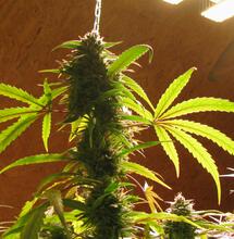 Dobra zmiana na LEDy