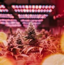 What Drives Cannabis Use?