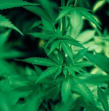 Weed Appears to Protect the Liver from Heavy Alcohol Drinking