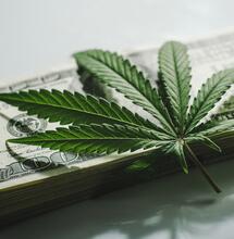 Più tasse dalla Cannabis che da alcol e tabacco insieme