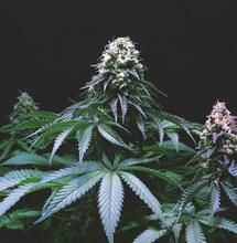 ¿Cómo y por qué usar dolomita en el cultivo de marihuana?