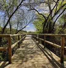 Cali Terpenes reforesta Doñana