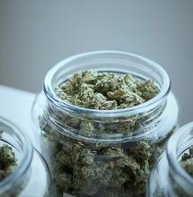 Doprovodný efekt – jak sloučeniny z konopí spolupracují