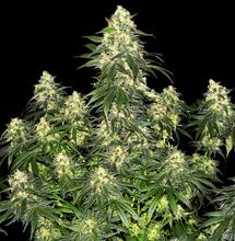 Dos hermanas voluptuosas