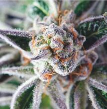 Do-Si-Dos, Top Strain From 2021