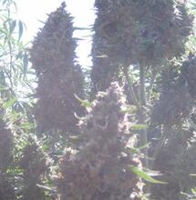 Uprawa odmian auto pod słońcem – powiększ swoje zbiory