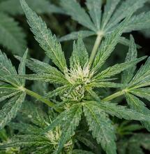 The Woes of a Dusty Environment