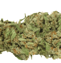 Reseña de variedades: DUTCH CHEESE