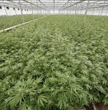 Culture légale de cannabis aux Pays-Bas pour en tester l'impact sur le crime organisé