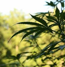 Learn how to grow autoflower cannabis discreetly in your backyard with practical tips on sunlight, pots, nutrients, odor control, and fast outdoor harvests.