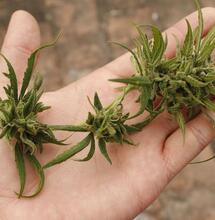 Ecuador rechaza despenalizar marihuana