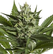 Parecido no es lo mismo: Estípulas y preflores hembras