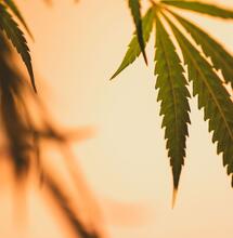 ¿Es riesgoso regar la marihuana con sol en verano?