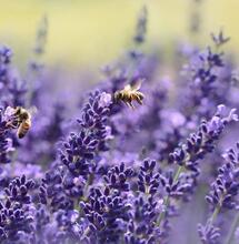 What are the effects of smoking cannabis and lavender?