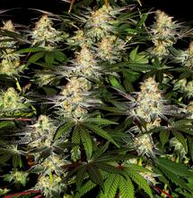 El Dorado OG Grow Report