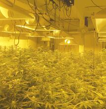 cbd