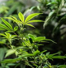 electrical conductivity (EC) is important for growing cannabis in hydroponic settings. 