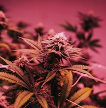 ¿Cómo usar ozono en el cultivo de cannabis?