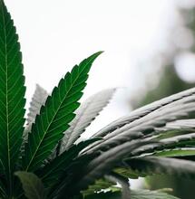 ¿Qué son los quelatos para el cultivo de cannabis?