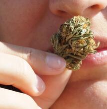 ¿Cómo no oler a cannabis?