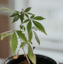 Variedades-de-cannabis-con-alto-nivel-de-CBD