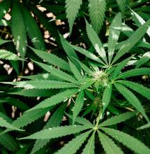 Alegria in Bonanza G-leds - Teil 1