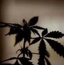 Legislador de Oregon habla sobre el cannabis