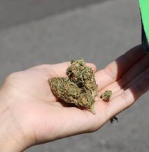 El-cannabis-y-la-soberanía