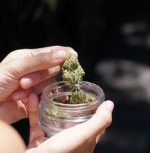 Colombia: via libera all'esportazione di fiori di cannabis
