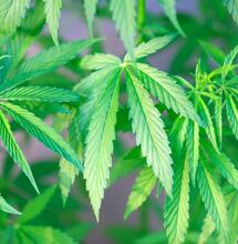 EMCDDA: ‘Een steeds complexere cannabismarkt’