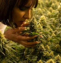 La industria del cannabis en EE. UU. en 2025: menos empleos