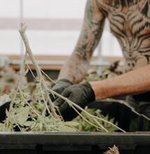 man working in a cannabis farm.