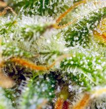 En la marihuana... el tamaño sí importa