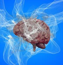 Endocannabinoids - the Body Producing Its Own ‘Cannabis’