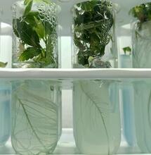 Cultivo in vitro de marihuana: protocolos avanzados
