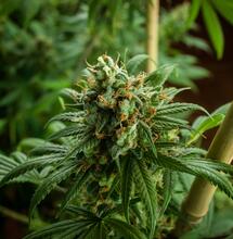 Entutorado de cannabis con caña. 