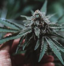 Enzimas en el cannabis: salud para la planta.