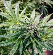 Identifica el estrés en el cannabis y corrígelo.