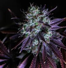 El espectro azul es clave para desarollo de los metabolitos secundarios y el vegetativo.