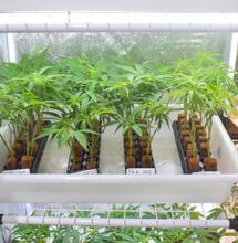 Beneficios del CO2 en la clonación de marihuana. Foto Matias Maxx.