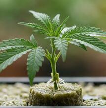 La ciencia del esqueje perfecto: morfología y colorimetría