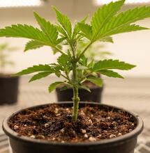 La justicia alemana pone límites a los esquejes de cannabis