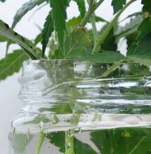 Reproduciendo al infinito la especie - Cosecharás lo que esquejes