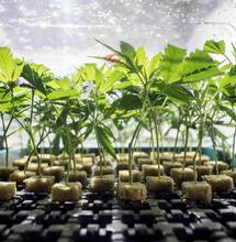 Esquejes: todo lo necesario